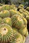 USA, Los Angeles, California. Dense display of variety of cacti Art Print